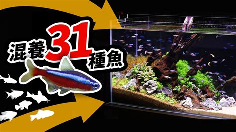 混養魚|燈魚混養教學，31種可以和平共處的魚隻